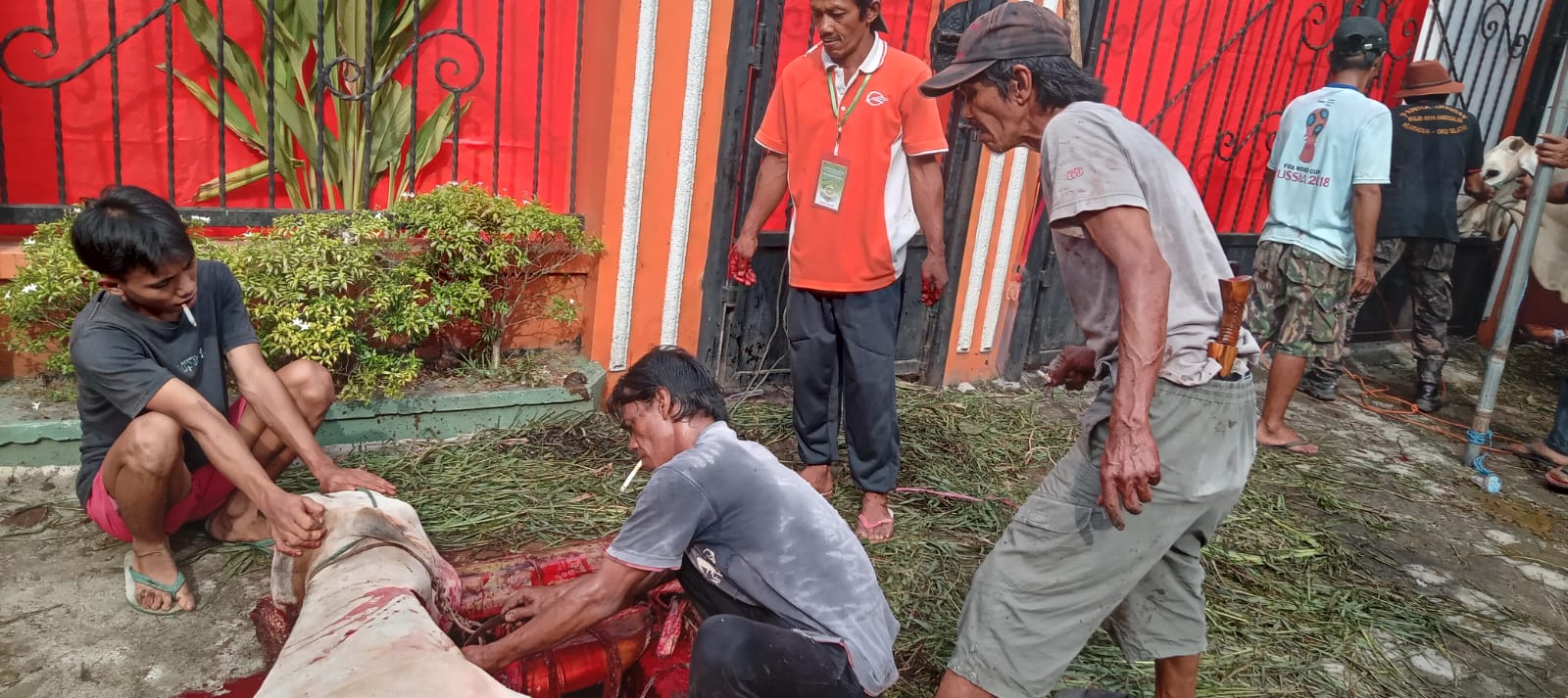 Ikut Kurban, SAS Darussalam Muaradua OKU Selatan Potong 12 Sapi 