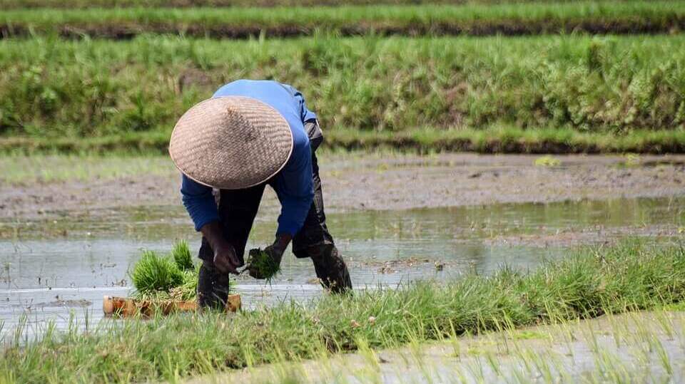 Harga Beras Melejit, Petani OKU Selatan Minta Pemerintah Cepat Cari Solusi