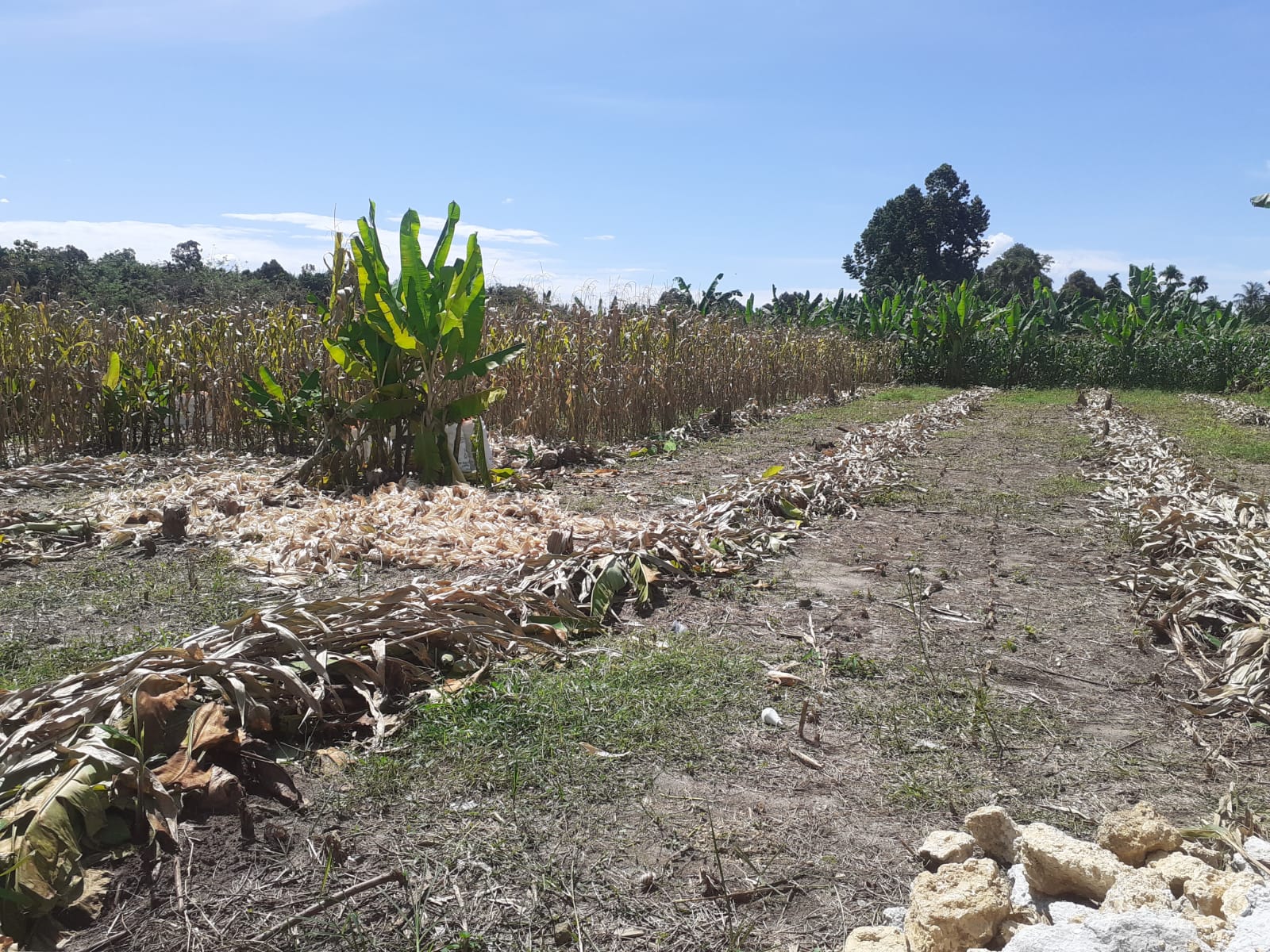 Harga Jagung OKU Selatan Turun Drastis Meski Produksi Meningkat