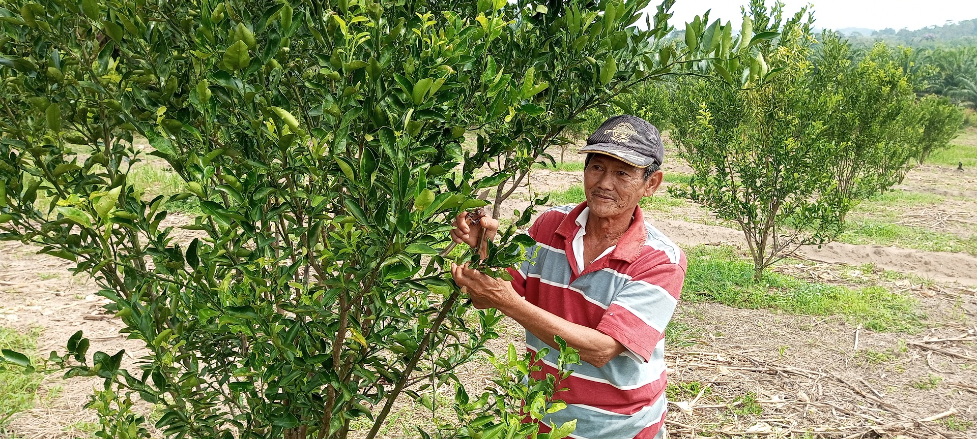 Diawali Hobi Mengkonsumsi, Akhirnya Pilih Berkebun Jeruk