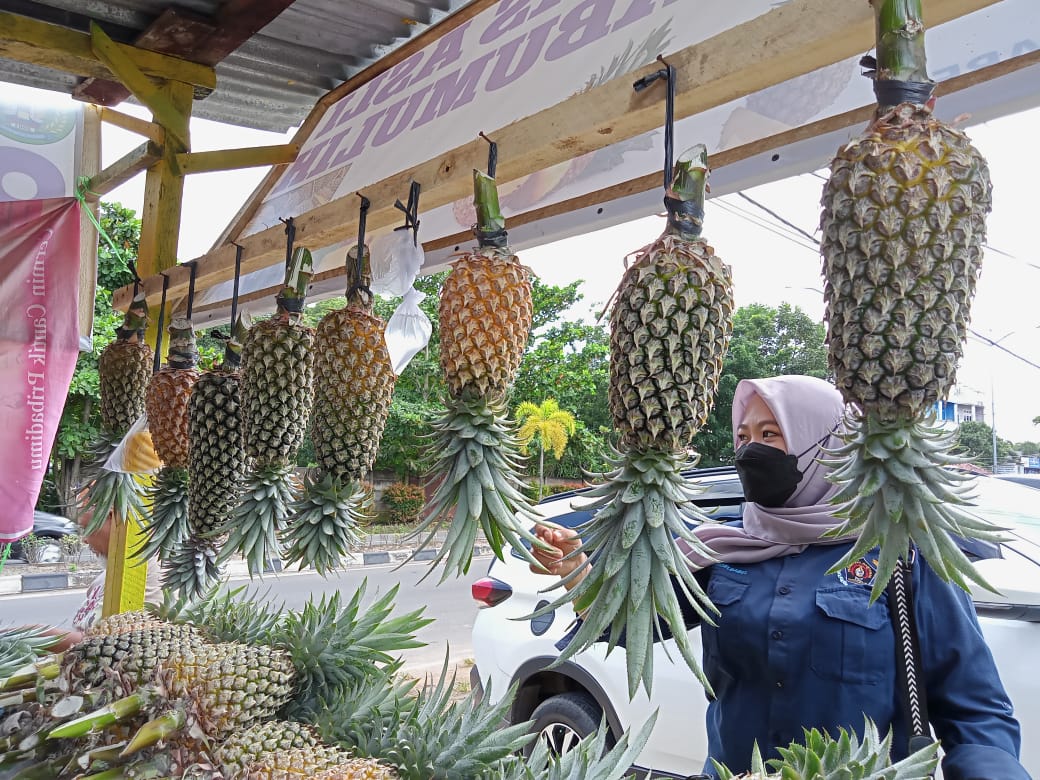 Ternyata ! Nanas Prabumulih Diklaim sebagai Nanas Termanis di Indonesia, Ini 5 Tempat Belanja Nanas di Kota Na