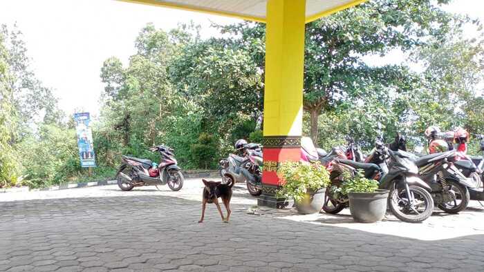 Cegah Rabies, Pemkab Segera Musnahkan Anjing Liar