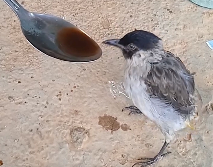 Burung Kutilang Gemar Minum Kopi, Viral di Medsos!