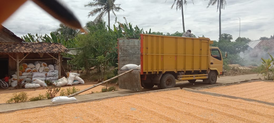 Petani Jagung Senang, Harga Jual Tinggi