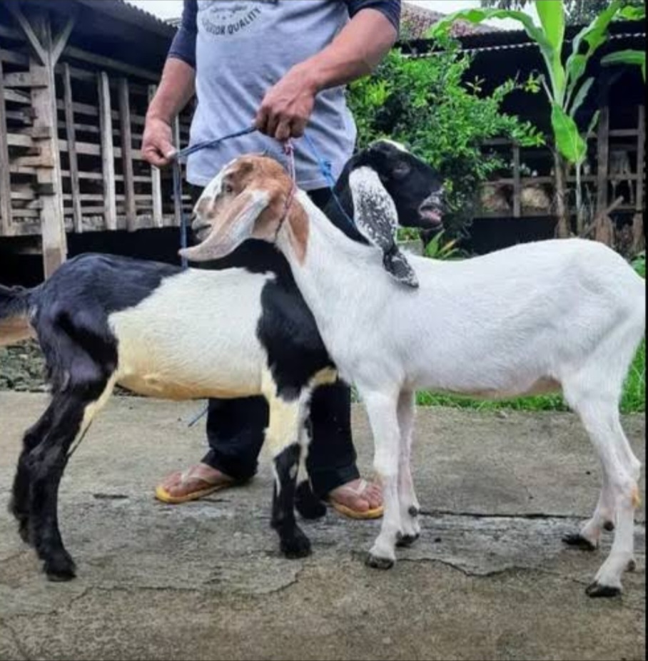 Aqiqah: Hukum Memakan Dagingnya dan Panduan Pembagian