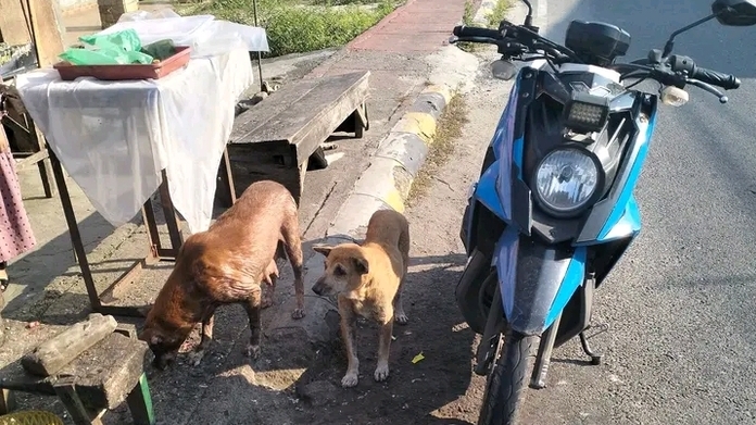 Warga Pancur Pungah OKUS Gelisah Akibat Anjing-Anjing yang Berkeliaran