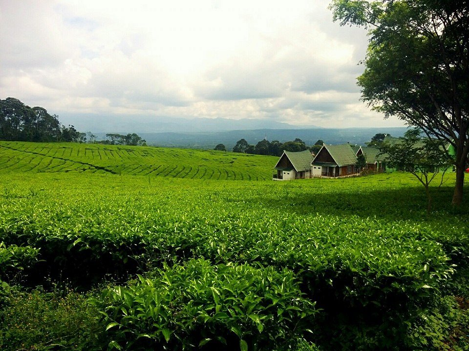 Yuk Kunjungi!  Ini Puncaknya Orang  Sumatera Selatan, Gak Kalah dengan Puncak Bogor 