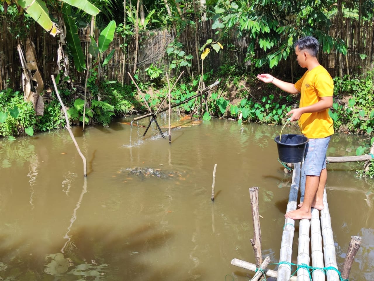 Mau Dapat Uang Mudah Pilih Kembangkan Ikan Mas, Lebih Menjajikan Pasti Dapat Cuan