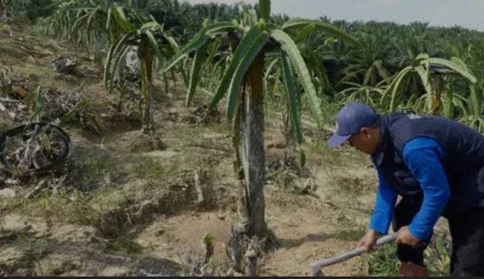 Budidaya Buah Naga di OKU Selatan: Solusi Bertani di Lahan Kering