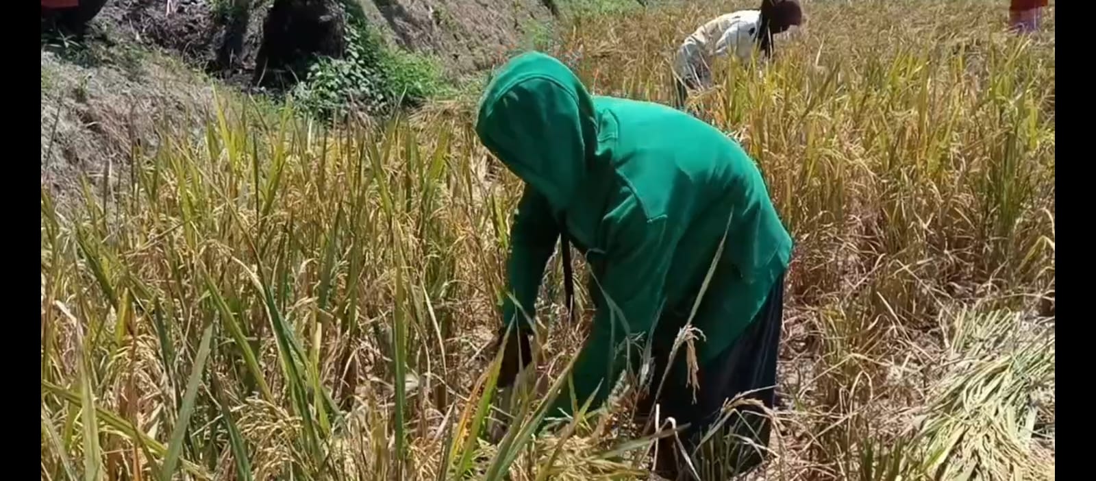 Kemarau Panjang Hasil Panen Padi Turun Drastis