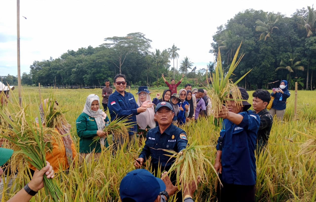 Hingga Februari 2024, baru 1.551 hektar sawah yang telah panen di Kabupaten OKU Timur