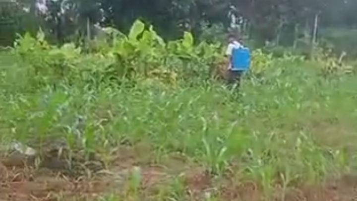 Perjuangan Petani Jagung, di OKU Selatan Melawan Serangan Ulat