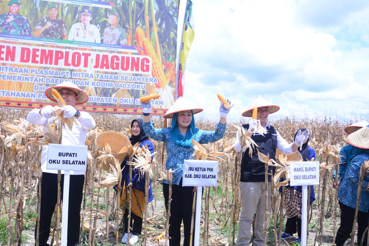 OKU Selatan Didorong Jadi Sentra Jagung Bumi Sriwijaya