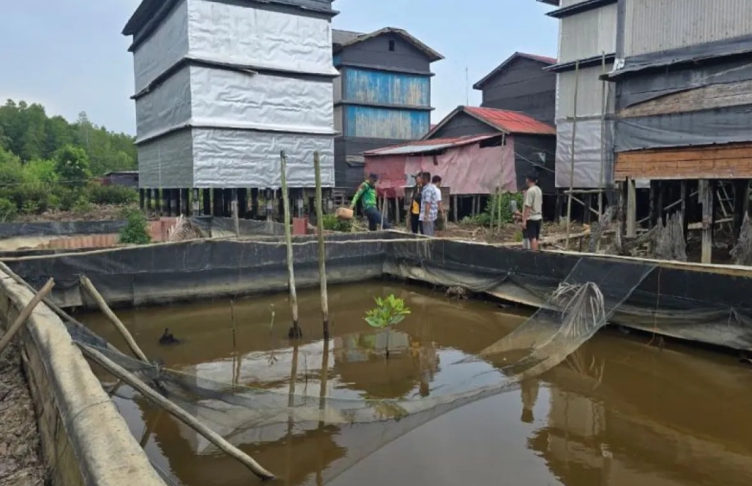PT Bumi Andalas Permai Dukung Budidaya Kepiting Bakau di Desa Sungai Batang OKI