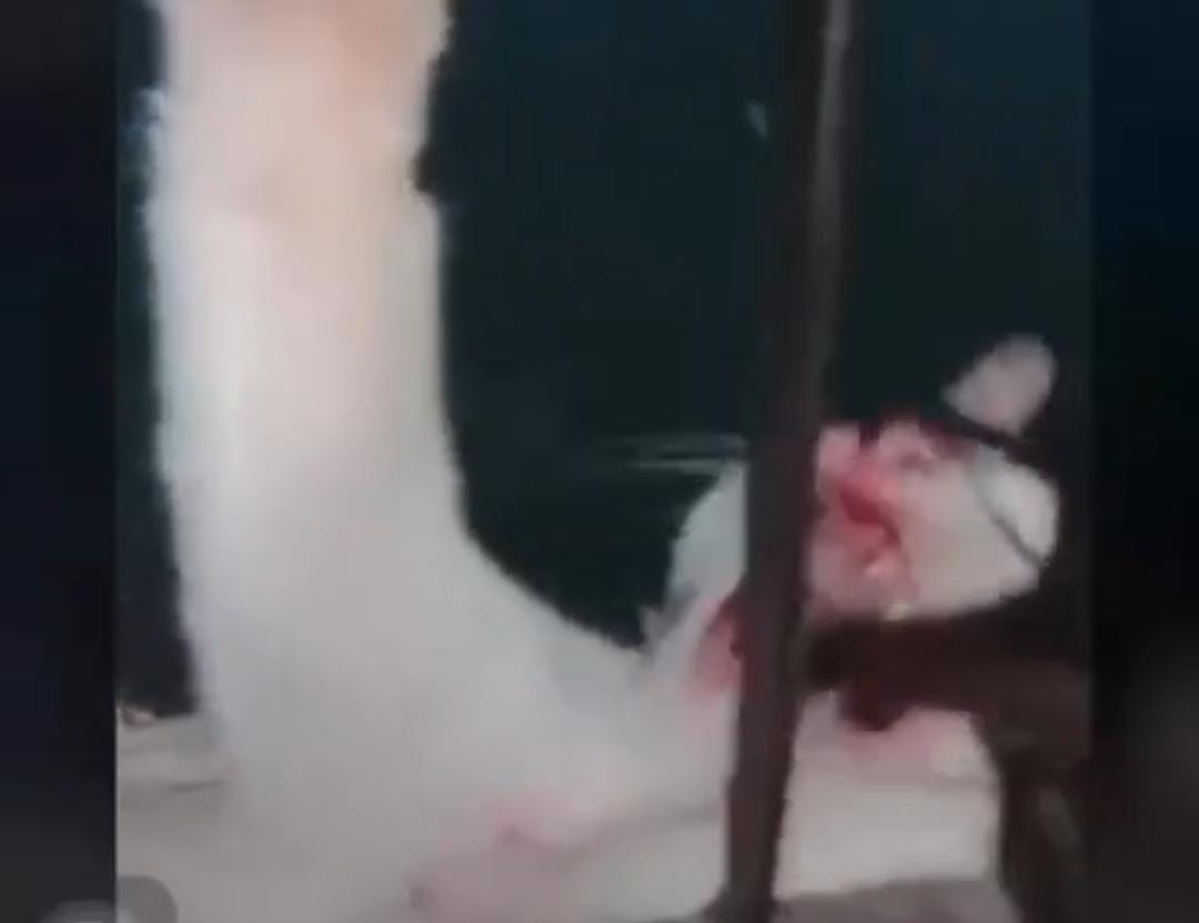 Beredar Video Penyiksaan Kucing di Baturaja