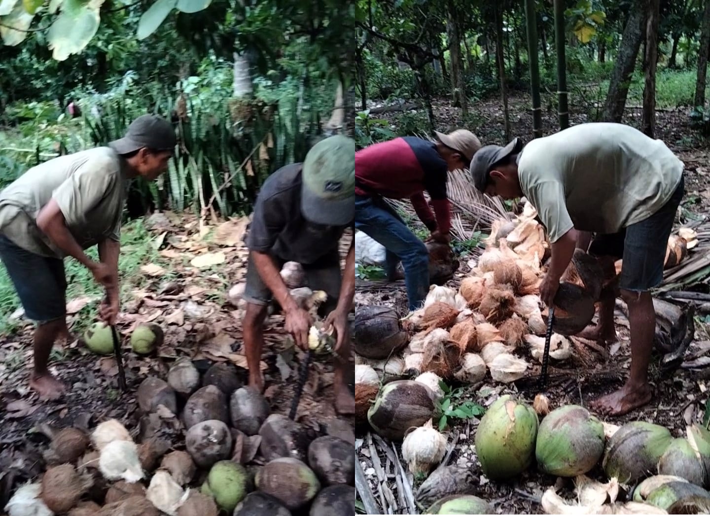 Perjuangan Erwan dan Midin, Puluhan Tahun Berjaya dalam Bisnis Jual Beli Kelapa di Muaradua