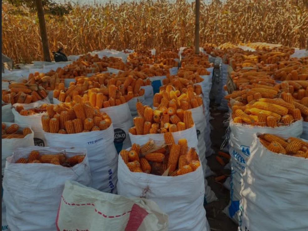 Harga Jagung Pipilan di OKU Selatan Stabil di Rp3.300 per Kilogram, Petani Berharap Dukungan Modal