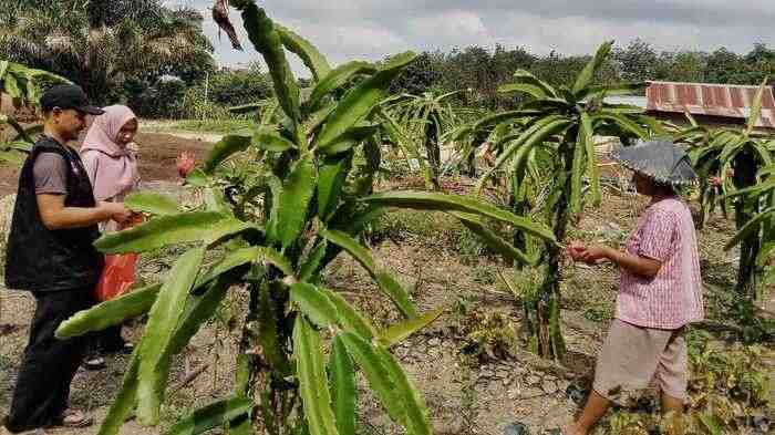 Petani Suku Bali di OKU Selatan Mulai Budidayakan Buah Naga