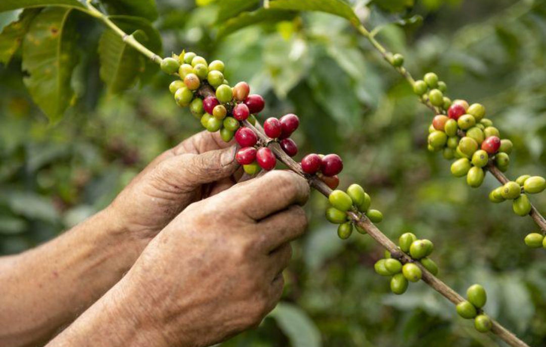Jelang Musim Panen, Kopi Petani Dicuri di Batang Pohon