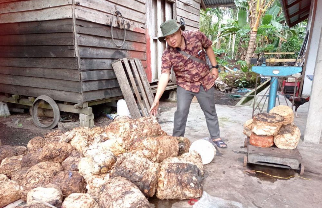 Harga Karet Sumsel Naik Tipis, Petani Diingatkan Jangan Abaikan Kualitas Bokar