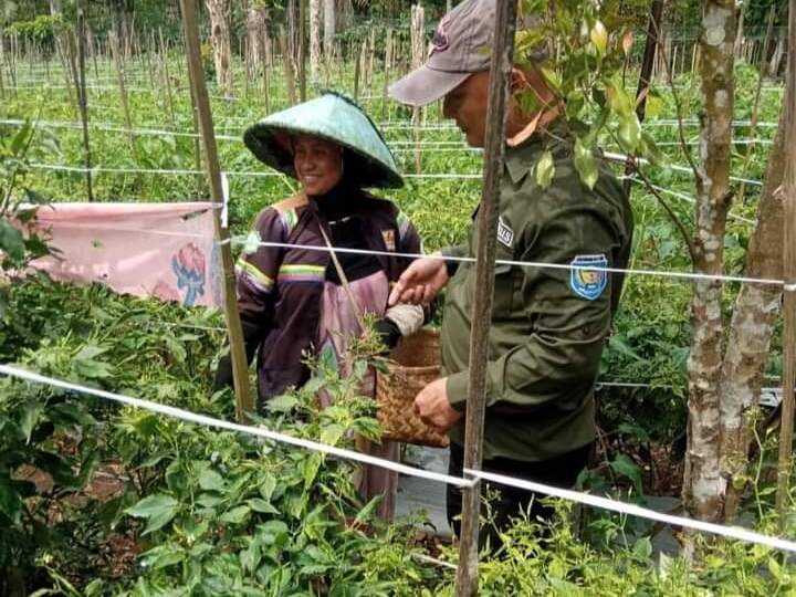 Ajak Warga Budidayakan Tanaman Pangan di Pekarangan Rumah