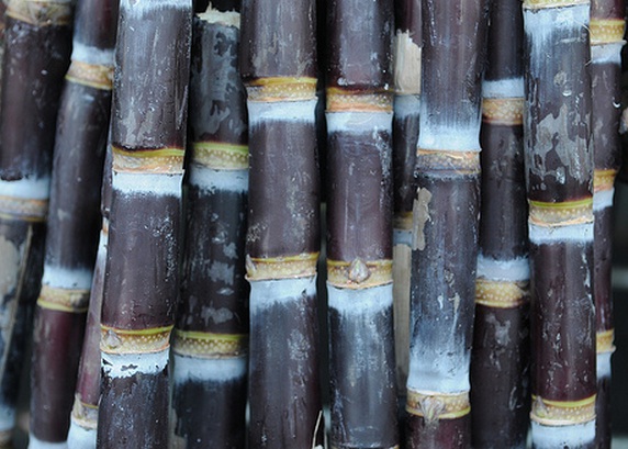 Tebu Hitam, Warisan Magis dalam Kepercayaan Masyarakat Indonesia