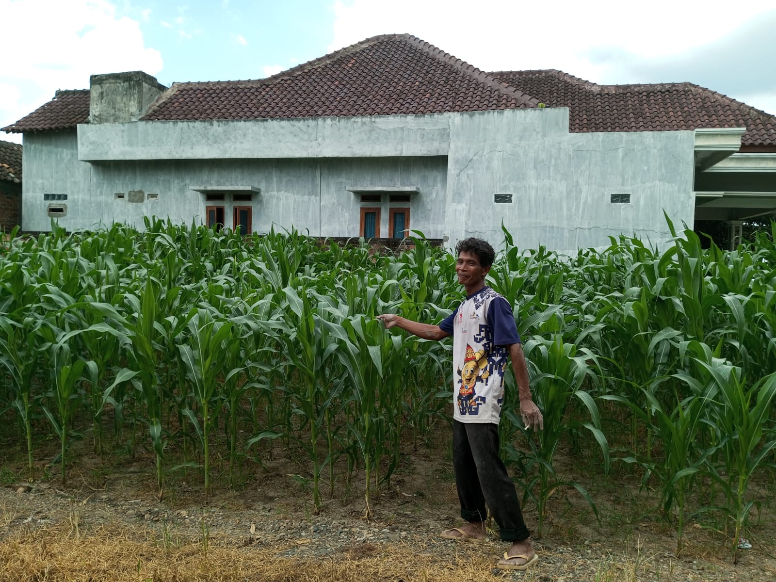 Belum Musim, Harga Jagung Capai 8.000