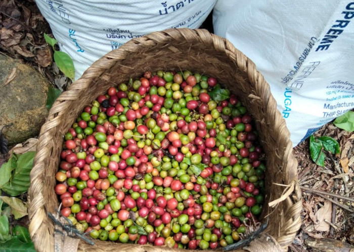 Sejuta Cerita dalam Se-Keranjang Kopi: Potret Panen Raya Petani OKU Selatan