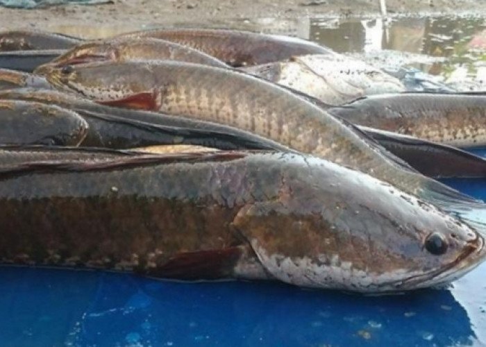 Ikan Gabus, Si Eksotis Penuh Manfaat untuk Kesehatan!