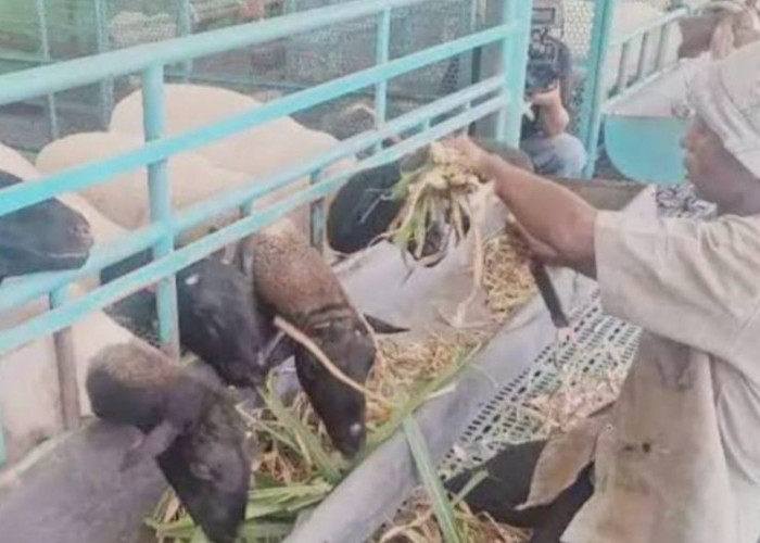 Tiga Tahun Realisasi Dana Desa di Gedung Ranau Diduga Bermasalah, Warga Teriak Korupsi