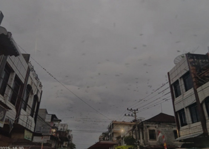 Fenomena Burung Pipit di Musim Hujan OKU Selatan