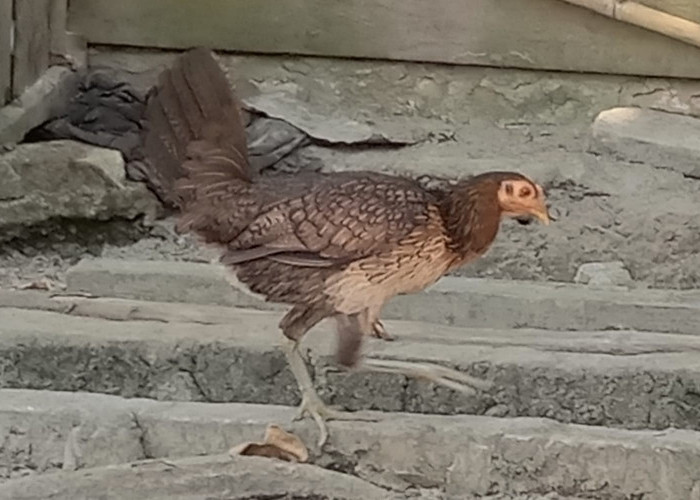 Budidaya Ayam Kampung, Berikut Tips Dan Petunjuknya