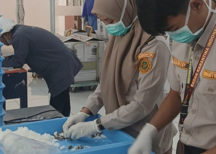 Ekspor Benih Sawit ke Peru, Sumsel Catat Kabar Baik Sektor Pertanian