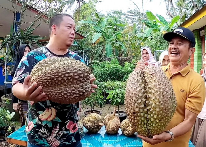 Melihat Durian Bhineka Bawor, Durian Raksasa dari Banyumas yang Memikat dengan Bobot dan Harganya yang Mewah