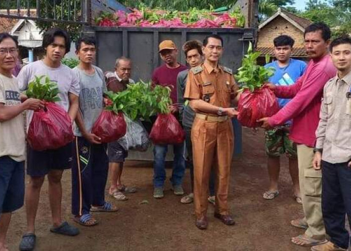 Atlas OKU Selatan Salurkan Bantuan 20 Ribu Bibit Pohon untuk Penghijauan