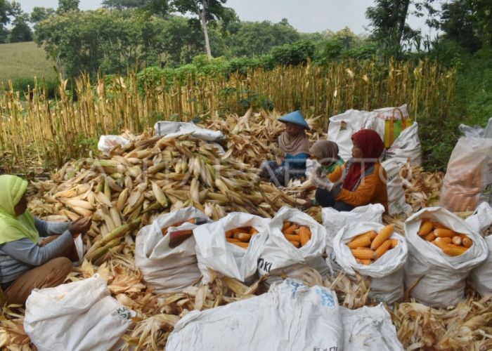 Harga Jagung Kering di OKU Selatan Tembus Rp6.100/Kg, Petani Nikmati Kenaikan