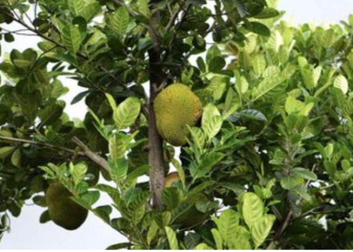 Manfaat Tersembunyi Daun Nangka Kunci Ketenangan dan Keseimbangan dalam Hidup Modern