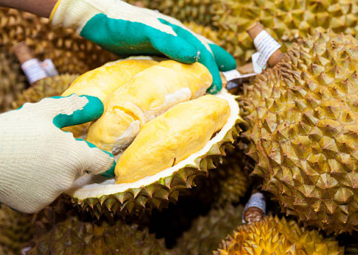 Kenali 5 Pantangan Durian untuk Makan yang Lebih Sehat! Apa Saja Yang Harus Di Hindari?