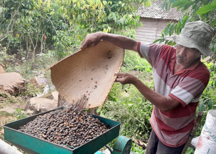 Petani Kopi di OKUS Cemas, Harga Jual kopi Masih Murah