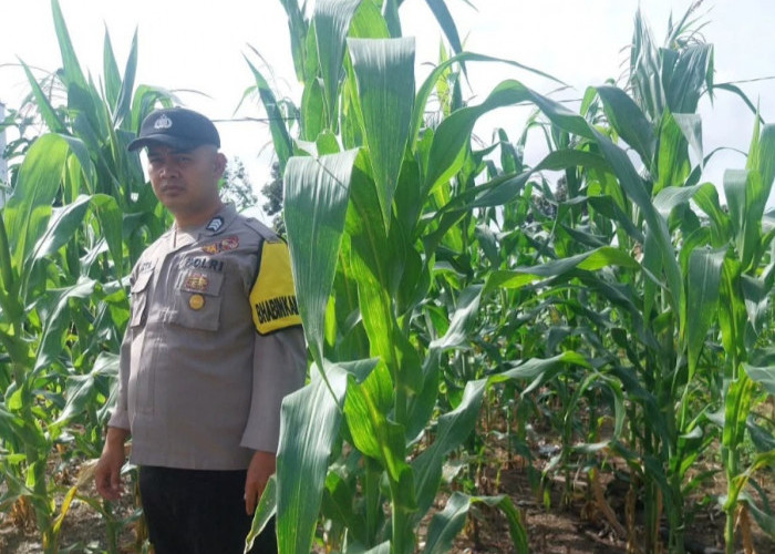 Bhabinkamtibmas Polsek Buay Runjung Ajak Warga Manfaatkan Lahan Kosong untuk Tanam Jagung Demi Ketahanan Panga