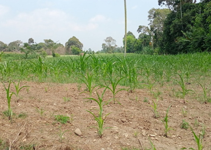 Kemarau Panjang, Para Petani Jagung di OKU Selatan Terancam Gagal Panen