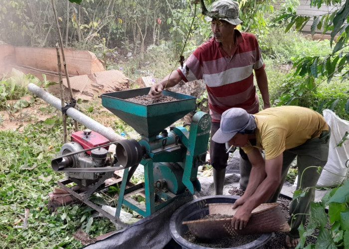 Turun Drastis dalam Seminggu, Para Petani Kopi di OKU Selatan Cemas akan Harga Jual Kopi yang Menurun