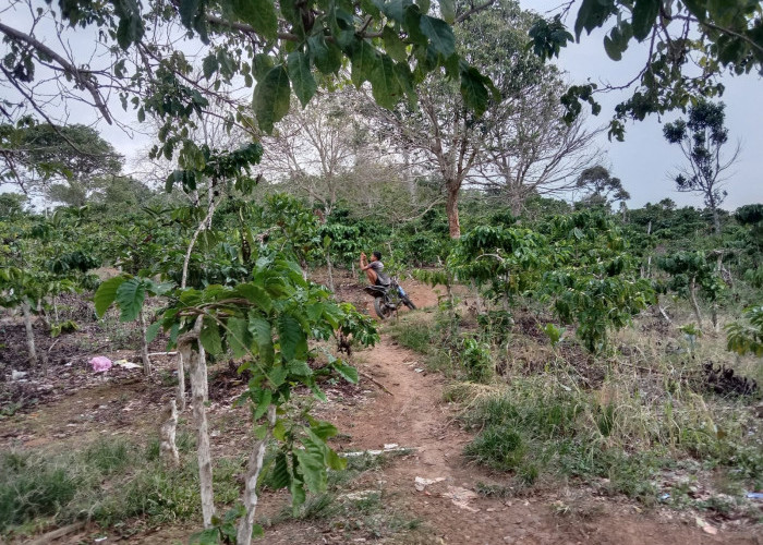 Demi Sinyal, Warga Rela Duduk di Kebun Kopi