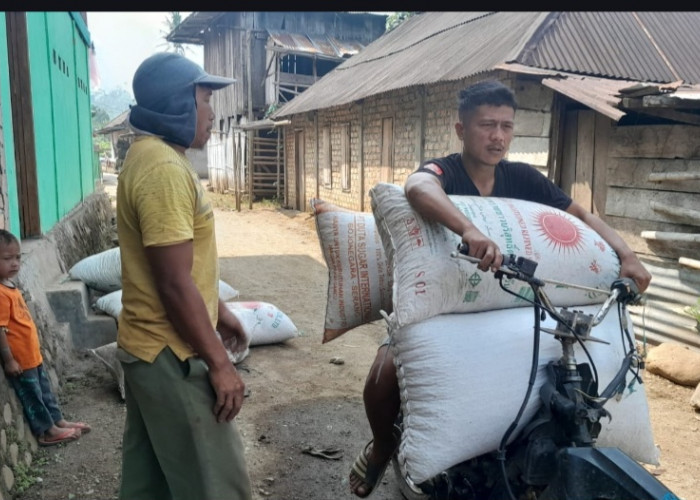 Harga Kopi Masih Stabil, Petani OKU Selatan Merasa Tenang