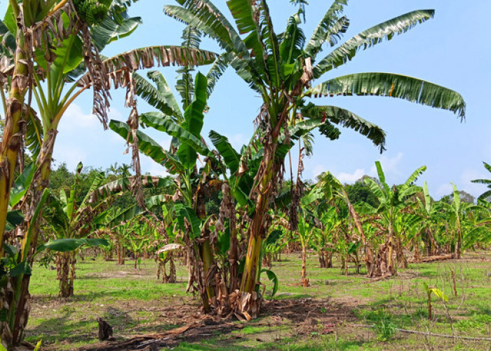 Rutin Panen, Mudah Dijual Warga Tetap Tekuni Pisang