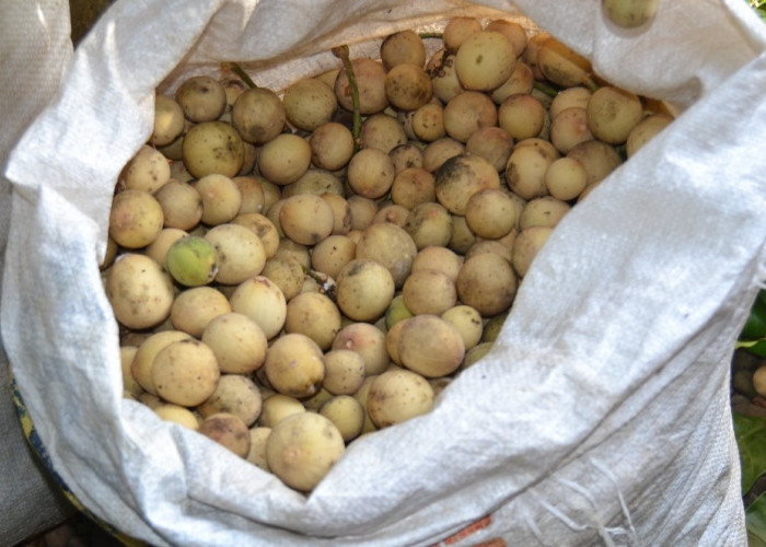 Musim Duku Mulai Tiba di OKU Selatan, Harga Awal Tembus Rp15 Ribu per Kilo
