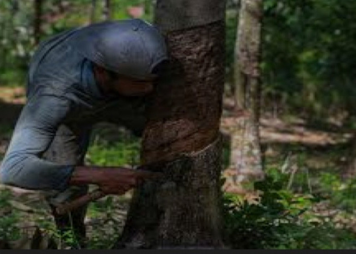 Harga Getah Karet Anjlok, Petani OKU Selatan Tertekan