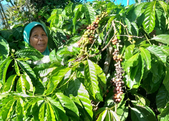 Wah Ternyata, Penurunan Produksi Kopi di OKU Selatan Akibat Beralihnya Petani ke Tanaman Lain