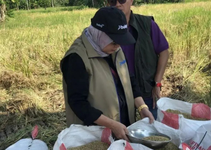 176.682 Ton Beras Jadi Target Serapan Bulog Sumsel Babel 2026