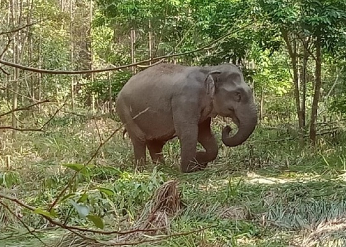 Anak Gajah Liar Berulah! Warga Desa Tri Anggun Jaya Merasa Terancam